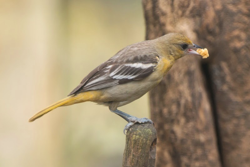 Piedmont Birding February 2015